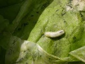 uploads/images/pest/beetroot leaf miner.jpg